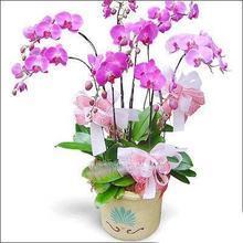 蘭花鮮花盆栽 品種選購與養(yǎng)護(hù)全指南