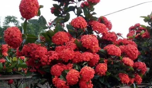 耐熱花卉龍船花養(yǎng)護(hù)大揭秘 科學(xué)方法與機械設(shè)備助力