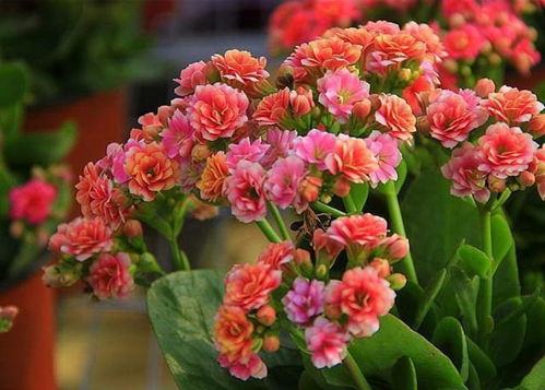 長壽花夏天能開花嗎？一年四季養(yǎng)護(hù)方法全在這里
