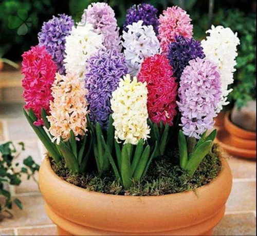 南方秋冬室內(nèi)開花爆盆花卉推薦